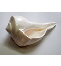 Large Lakshmi Bathing Conch Shell 9\"