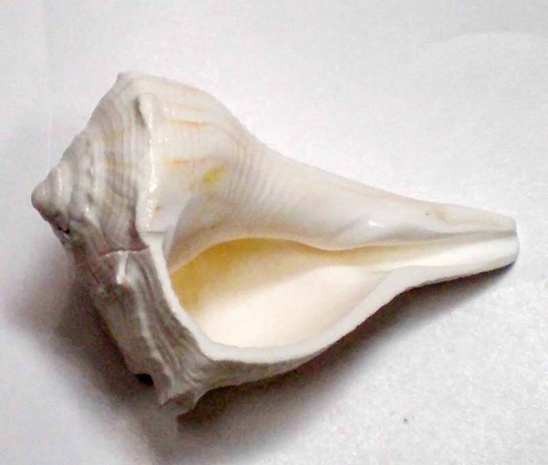 Lakshmi Bathing Conch Shell 3.5\"
